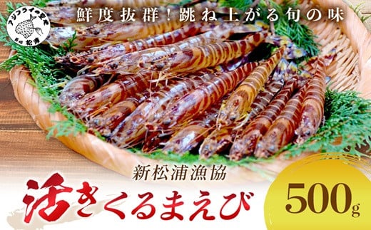 
            【 先行予約 】【宅配BOX不可】新松浦漁協 活きくるまえび500g（ ふるさと納税 車海老 クルマエビ 車エビ 車えび くるまえび 海老 エビ えび 海鮮 送料無料 活き車えび ）【C0-091】
          