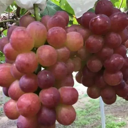 【2026年度発送分】早起き農家の直送便　上出来マスカットビオレ1房【配送不可地域：離島・北海道・沖縄県】【1519569】