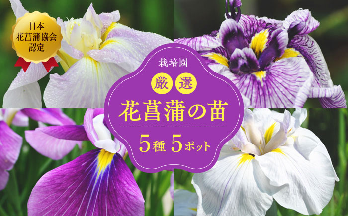 花言葉は「うれしいお知らせ♪」初心者から上級者まで幅広く楽しめる！栽培園厳選 花しょうぶの苗5品種5ポットセット　愛媛県大洲市/新谷花菖蒲園 [AGBG001]菖蒲 花 あやめ 花菖蒲 アヤメ しょうぶ 6月 梅雨 彩りリビング 盆栽 地植え 観葉植物 植物 観賞用