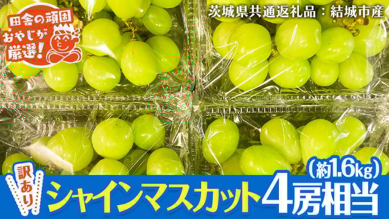 
            【 訳あり 】 シャインマスカット 4房相当（約1.6kg） 【2025年9月より発送開始】 田舎の頑固おやじが厳選！（茨城県共通返礼品 [ぶどう]：結城市産） 果物 フルーツ 不揃い わけあり 先行予約 家庭用 フルーツ ブドウ 果物 ぶどう シャイン マスカット くだもの 先行予約
          