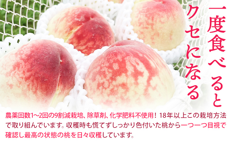和歌山県産の桃 約3.8kg (10~18玉) GREEN JUNCTION株式会社《2025年6月中旬-2025年8月末頃出荷》和歌山県 紀の川市 桃 果物 果実 フルーツ 自然栽培 送料無料---