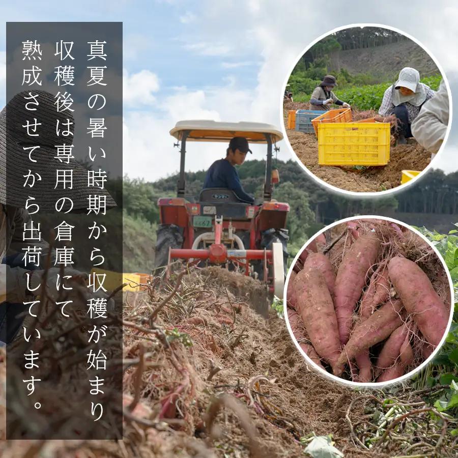 【訳あり】さつまいも 熟成 安納芋 約5kg 焼き芋 焼芋 やきいも ねっとり 濃厚 蜜芋 芋 おいも サツマイモ さつま芋 安納いも スイーツ おやつ 国産 産地直送 栽培期間中農薬不使用 高知県 