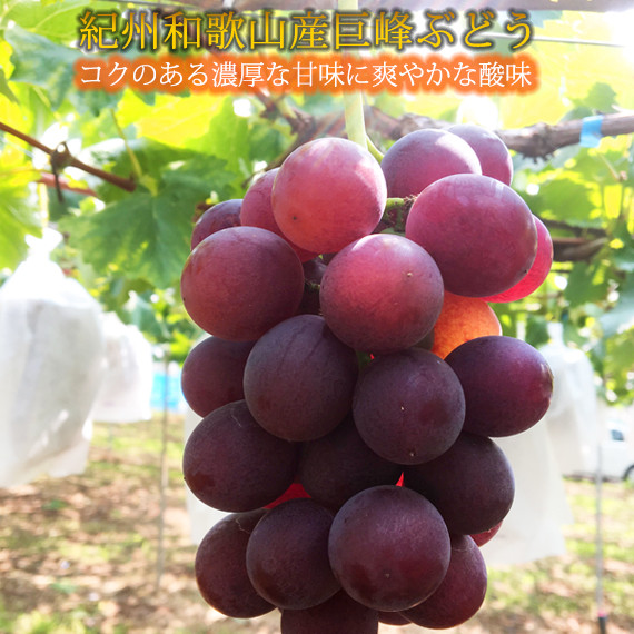 
            紀州和歌山産の種なし巨峰ぶどう２房（約800g〜1kg）※2025年8月上旬頃〜2025年9月上旬頃に順次発送予定 / ぶどう ブドウ 葡萄 種無し フルーツ 果物 くだもの【uot814】 
          