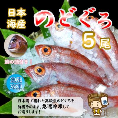 ふるさと納税 あわら市 【真鯛の頭付き】煮てよし焼いてよし! 日本海産のどぐろ 5パック
