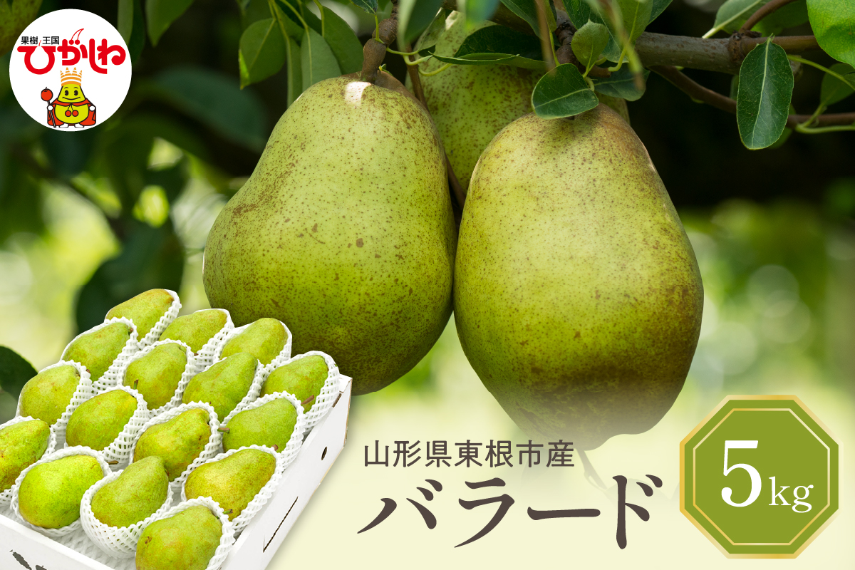 【令和7年産 先行予約】西洋梨バラード5kg 山形県 東根市 東根農産センター提供 hi027-190-2