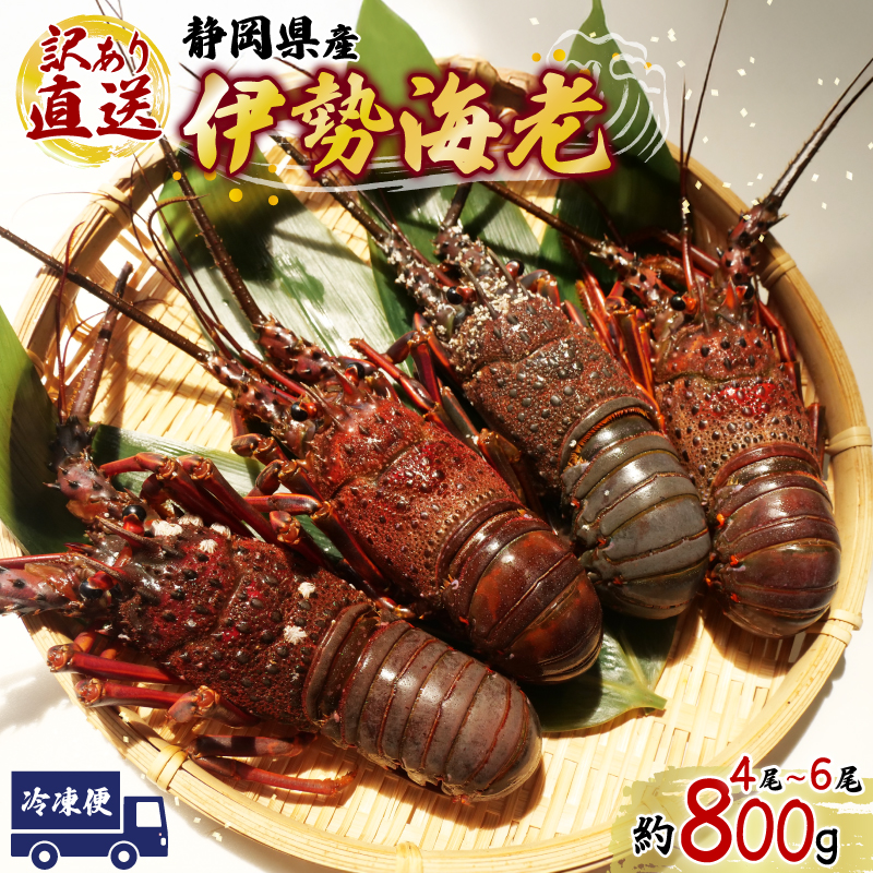 訳あり 静岡県産 冷凍伊勢海老 4尾から6尾 800g 相当 エビ 国産 沼津