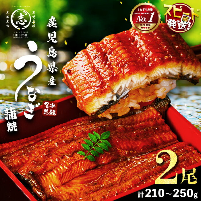 【ふるさと納税】【数量限定】うなぎ 養殖日本一！鹿児島県産 うなぎ 蒲焼 名水慈鰻 2尾＜計210～250g＞たれ・山椒付き うなぎ 鰻 ウナギ 蒲焼き 2尾 国産 鹿児島県 鹿児島 うな重 うな丼 うなぎ蒲焼【鹿児島鰻】a1-151