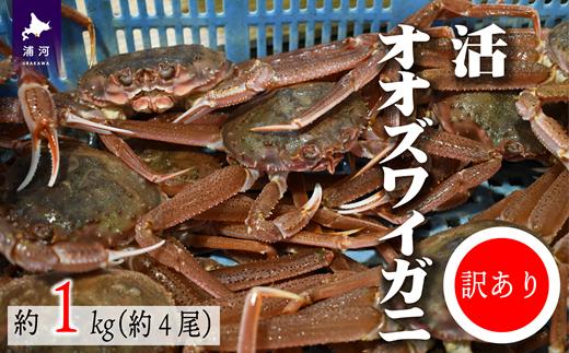 
◆期間・数量限定◆訳あり 活オオズワイガニ約1kg(約4尾入)[02-1409]
