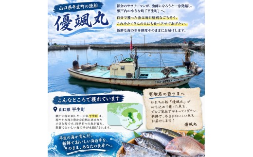 訳あり 瀬戸内 海の幸セット 真空 生タコ 冷凍発送 選べる 内容量 約 1.5kg | 魚 魚介 タコ たこ 海 幸 生タコ 海鮮 まだこ マダコ 規格外 不揃い 真空 瀬戸内海 セット 山口県 山口 平生町