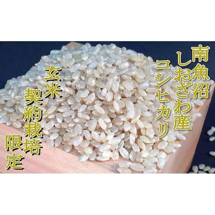 【令和7年産】【玄米５Kg】●玄米● 生産者限定 南魚沼しおざわ産コシヒカリ【銘柄米 ブランド米 玄米 こしひかり コシヒカリ 魚沼産 新潟米 産地直送 お米 米 こめ コメ ご飯 御飯 ごはん】