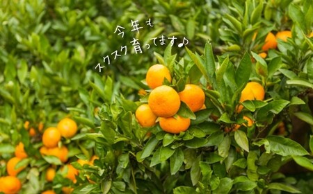 温州みかん 5kg 【熊本玉名・みかん専門店より】 | フルーツ 果物 くだもの 柑橘 ミカン みかん 玉名 たまな 熊本県 玉名市