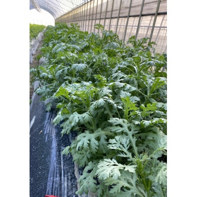 訳あり 季節の野菜セット4〜6品詰め合わせ【1613720】