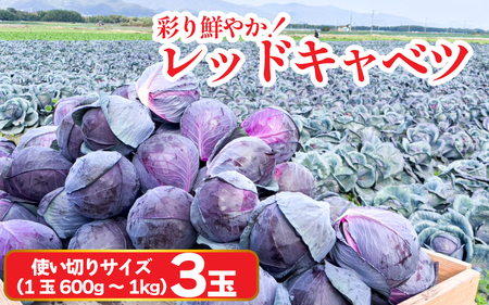 キャベツ レッドキャベツ 使い切りサイズ 3玉 (1玉600g～1kg) 紫キャベツ キャベツ