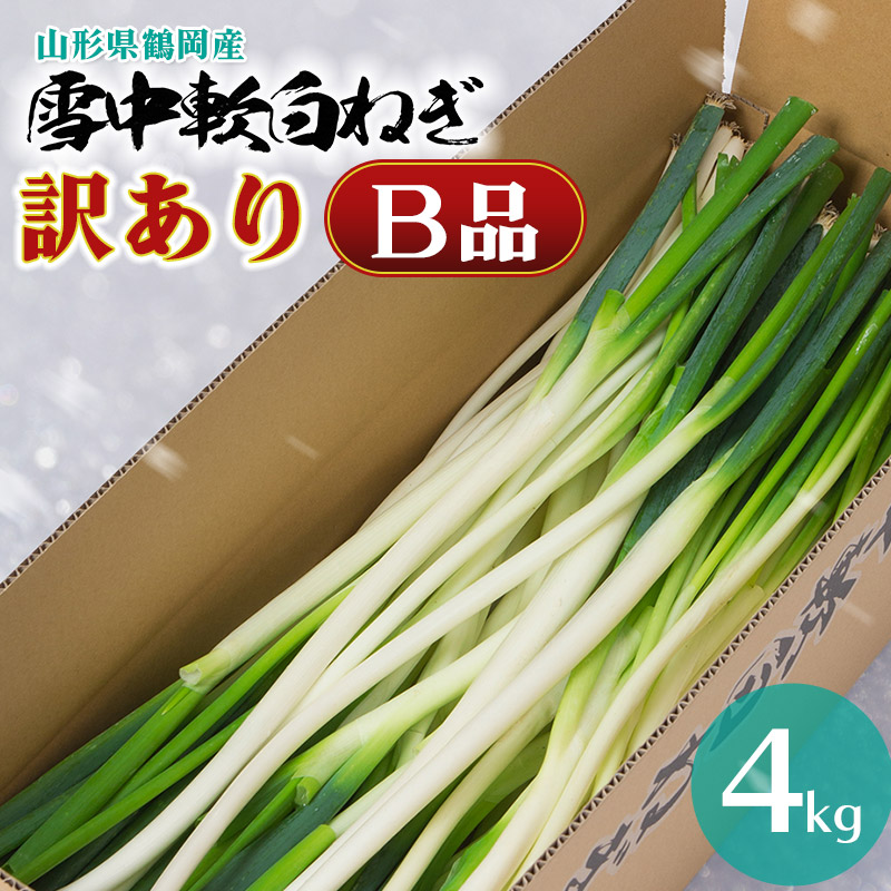 令和7年産　雪中軟白ねぎ　B品 訳あり 4kg　山形県鶴岡産　【菅原 亮】