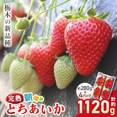 〈先行予約〉完熟朝摘みとちあいか  1120g【配送不可地域：離島・沖縄】【1328044】