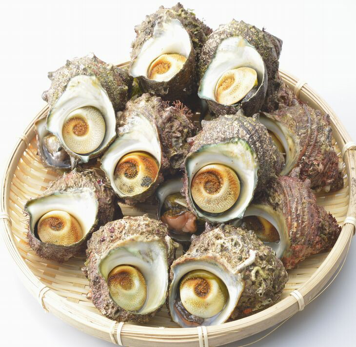朝どれ旬のサザエ詰め合わせ（大2kg）刺身 つぼ焼き 貝 ※季節商品 ※2026年6月上旬～9月下旬頃に順次発送予定