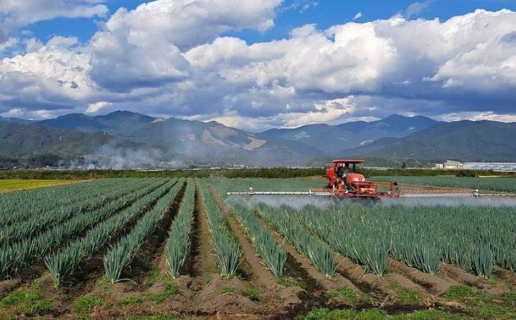 球磨美人 井上さんちの 白ネギ M × 45本