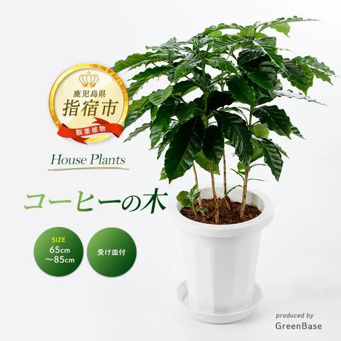 【観葉植物】コーヒーの木 7号 Green Base IB003-018 観葉植物 ※北海道・沖縄・離島配送不可