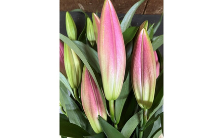 百合 マスター（ピンク）3輪以上　5本