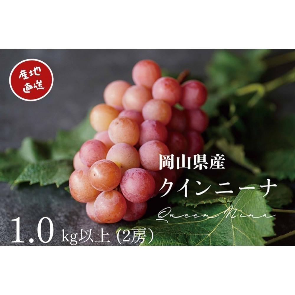 【ふるさと納税】厳選 クイーンニーナ 1.0kg以上 2房 産地直送 朝採れ ぶどう 葡萄 KAWAHARA Green Farm 岡山県産 2026年 | 果物 フルーツ 岡山のブドウ デザート 食べ物 国産 日本産