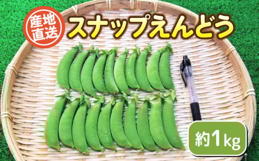 スナップ 豌豆 1kg セット 栽培期間中農薬不使用 期間限定 無農薬 野菜 豆 えんどう  産地直送 下関 山口
