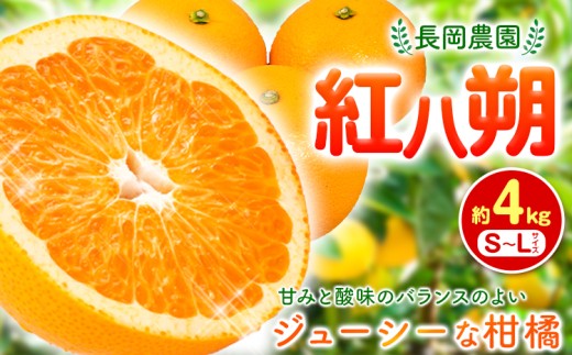 紅八朔 約4kg 長岡農園《2027年3月下旬-5月中旬頃出荷》 和歌山県 日高川町 紅八朔 八朔 はっさく べにはっさく 柑橘
