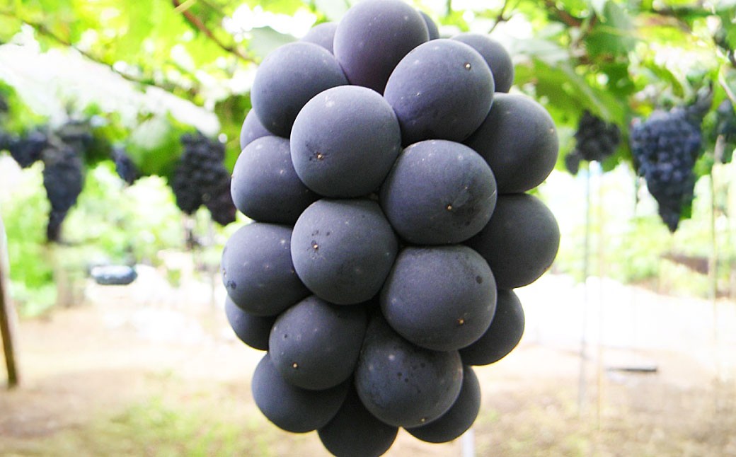 
            【露地栽培】岡山県産ニューピオーネ 3房入り（1房580g以上）【2026年9月上旬～10月下旬 発送予定】【葡萄 ぶどう ニューピオーネ 果物 フルーツ 国産 人気 おすすめ 岡山県 倉敷市】
          