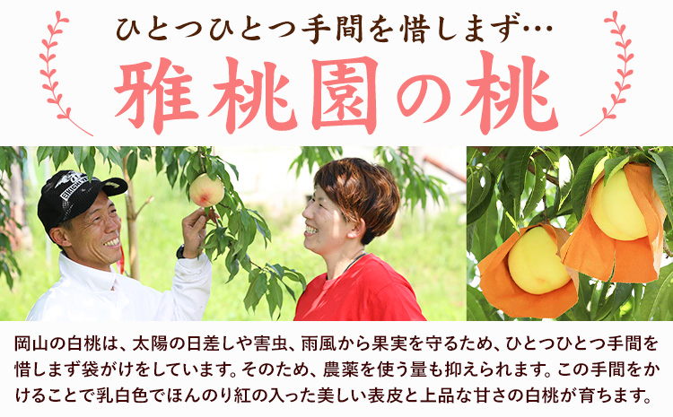 【2026年先行予約】ご家庭用 旬の桃 約1.2kg ( 4~6玉前後 ) 株式会社創・和(雅桃園) 《7月上旬-8月上旬頃出荷》岡山県 浅口市 桃 もも フルーツ 果物 青果 旬 白桃 わけあり 訳