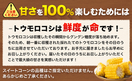 とうもろこし 20本 とうもろこし【着日指定不可】 《7月中旬-8月上旬頃出荷》