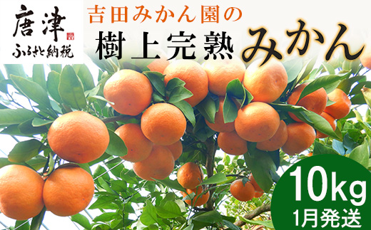 『先行予約』【令和7年1月から発送】吉田みかん園の樹上完熟みかん 10kg 柑橘 ミカン 蜜柑 フルーツ 果物