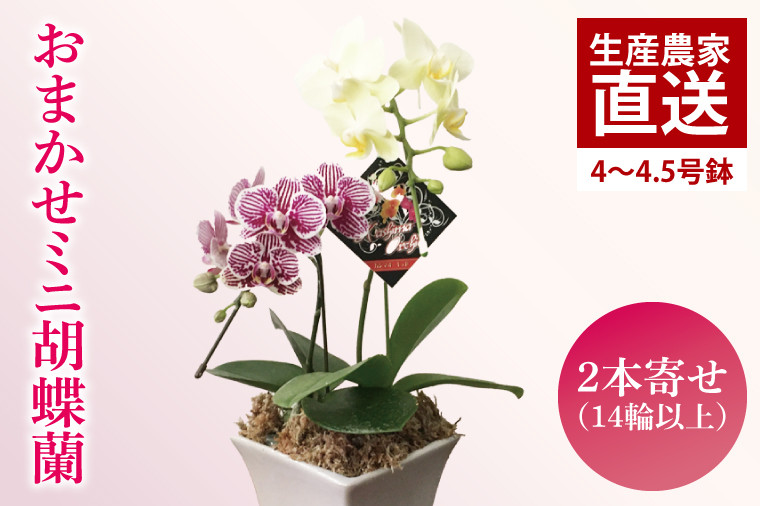 
                  花 おまかせ ミニ胡蝶蘭 2本寄せ14輪以上 【陶器鉢】 お花 花 コチョウラン 胡蝶蘭 蘭 贈り物 プレゼント 誕生日 お祝い 誕生日 母の日 父の日 敬老の日
                