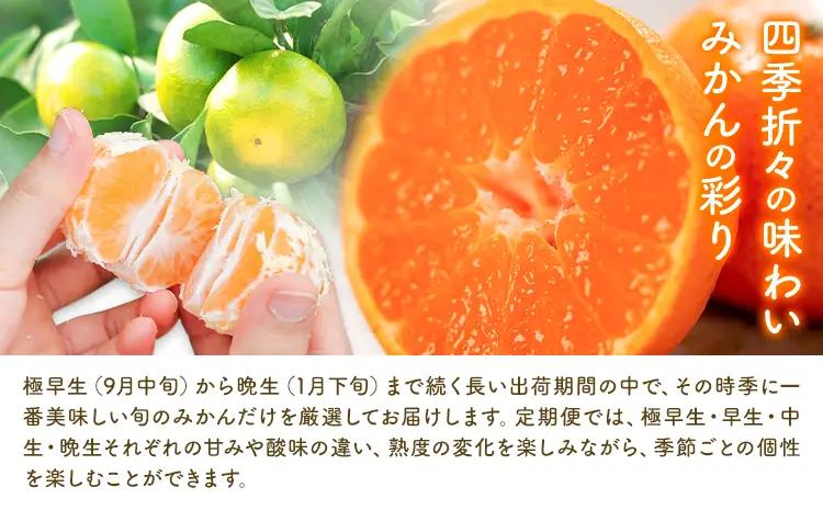 【3か月定期便】 先行予約 赤秀 みかん 旬 柑橘 蜜柑 鶴田農園 約3㎏×3回 《11月上旬-1月下旬頃出荷》極早生 早生 中生 晩生 フルーツ 果物 秋 旬 熊本県 荒尾市産 贈答 ギフト オレン