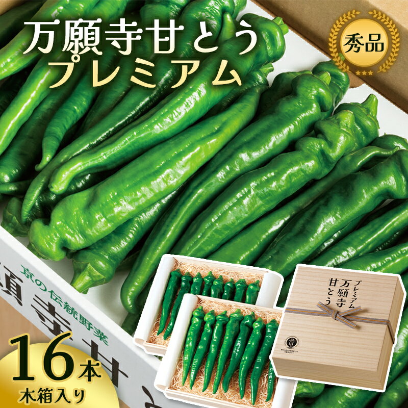 【ふるさと納税】 プレミアム 万願寺甘とう 16本入 木箱入【 数量限定 】【 京都産 節ごとの味わいを楽しむ特別選果 京のブランド産品 京野菜 万願寺 まんがんじ 野菜 夏野菜 化粧箱 贈答 贈り物 ギフト 贈り物 お土産 手土産 JA 京都 綾部 】