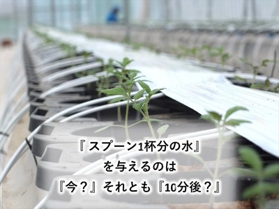 高糖度ミニトマト：クラシックトマト『ハイドン』1kg箱 x 2箱＜北海道・沖縄県・離島は発送不可＞【糖度は基本10度以上　『ショパン』よりもおいしい粒もある 長野県 佐久市 】