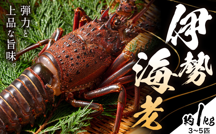 伊勢海老 漁港直送 活 伊勢海老 約1kg (3～5匹) 比井崎漁業協同組合《12月上旬-4月中旬頃出荷》和歌山県 日高町 海産物 海鮮 えび エビ いせえび イセエビ 正月 お祝い 刺身 送料無料(F-1)