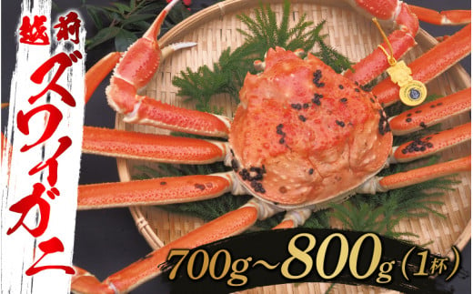 【選べる重さと配送月！】越前ズワイガニ 700g～800g×1杯 [F-10304b] / ズワイガニ ずわいがに 蟹 カニ かに 海鮮 越前ガニ 福井県鯖江市