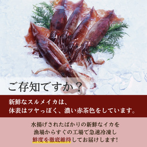 【船上箱詰で急速冷凍】冷凍スルメイカ15尾入 鮮度抜群！ いか イカ