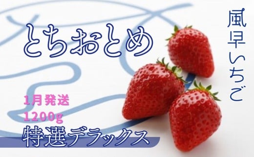 【1月発送】いちご とちおとめ特選デラックス 10～22粒×2箱（4パック） 苺 イチゴ とちおとめ 選べる 発送月 発送回数 個数 いちご「とちおとめ」風早いちご園 有名ホテル使用 厳選 フルーツ 果物 季節限定 甘い 濃厚 ジューシー 新鮮 2箱 送料無料 ギフト 贈答 茨城県 鉾田市 野菜王国 予約受付