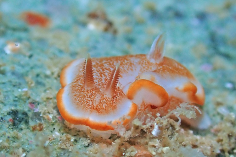 ウミウシダイビング（2回分） 【ダイバー（Cカード所持者）限定】スキューバダイビング チケット ダイビング【kdc002】