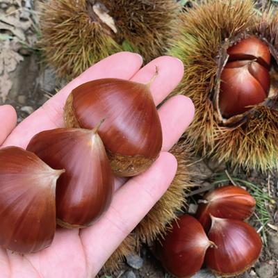 ふるさと納税 四万十市 【期間限定 早期受付 数量限定】四万十産生栗1.5kg【2025年9月下旬〜11月上旬配送】 |  | 01