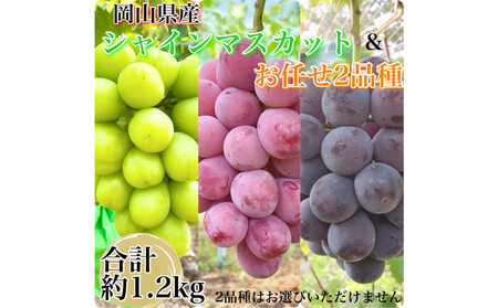 農家こだわりのシャインマスカット＆お任せ２品種 ３房合計約1.2ｋg ｜ シャインマスカット ぶどう ぶどう