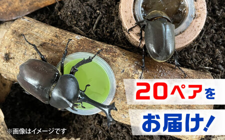 カブトムシ 20ペアセット 【ふるさと昆虫】[YDV027]