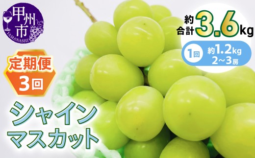 【定期便】旬を3回楽しむ 甲州市産シャインマスカット 約1.2kg（2～3房）×3回【2026年発送】（KSB）F5-101-1【シャインマスカット 葡萄 ぶどう ブドウ 令和8年発送 期間限定 山梨県産 甲州市 フルーツ 果物】