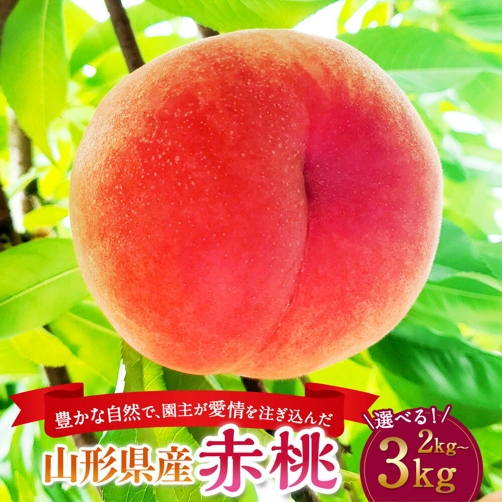【ふるさと納税】【配送地域限定】豊かな自然で、園主が愛情を注ぎ込んだ桃 （赤桃） 2kg～3kg 山形県産 【2025年8月発送予定】