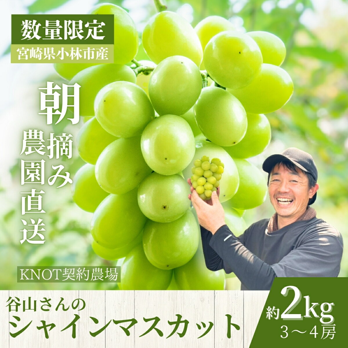 【ふるさと納税】【2026年発送 先行予約】朝摘み樹上完熟シャインマスカット 2kg程度（ブドウ ぶどう シャインマスカット フルーツ 先行受付 2026 宮崎県）