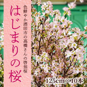 SL0267　春を告げる庄内の桜 「はじまりの桜2026」 酒田市の高橋さんの啓翁桜 125cm