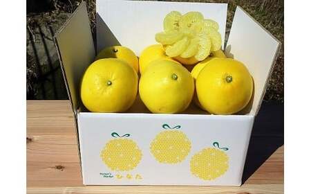 【早期予約 2026年2月下旬より順次発送】土佐文旦 6kg 柑橘 文旦 高知県 文旦 須崎市文旦  HNT011