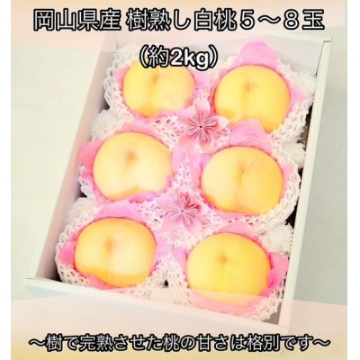 岡山県産  樹熟し白桃 5-8玉(約2kg)【配送不可地域：離島】