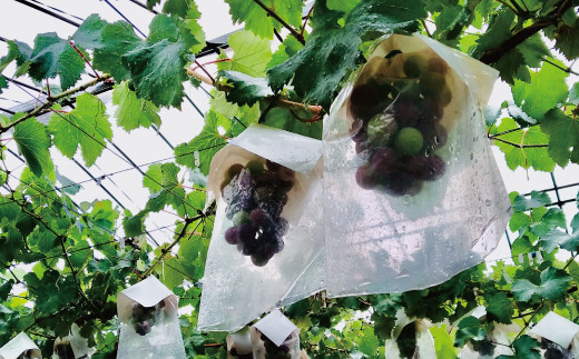 【予約受付】ブラックオリンピア 約1kg（2～3房）【2026年8月中に順次発送予定】 巨峰に似たはちみつぶどうと呼ばれる幻のぶどう【CE-nuk114A】