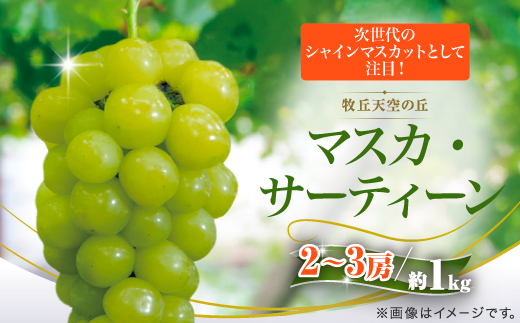【2026年発送】10月中旬より発送「牧丘天空マスカ・サーティーン」約1kg(2～3房)【配送不可地域：離島】
